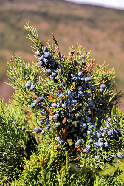 60 Common Juniper (Juniperus Communis) Seeds