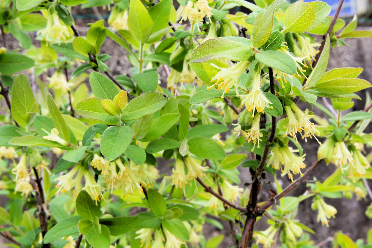 Honeyberry (Lonicera caerulea) Seeds – 30 ct