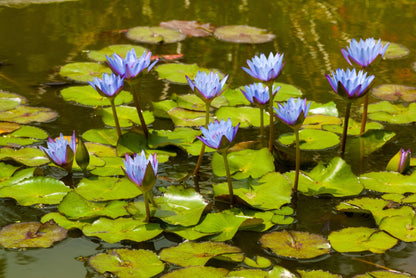 10 Blue Water Lily (Nymphaea Caerulea) Seeds