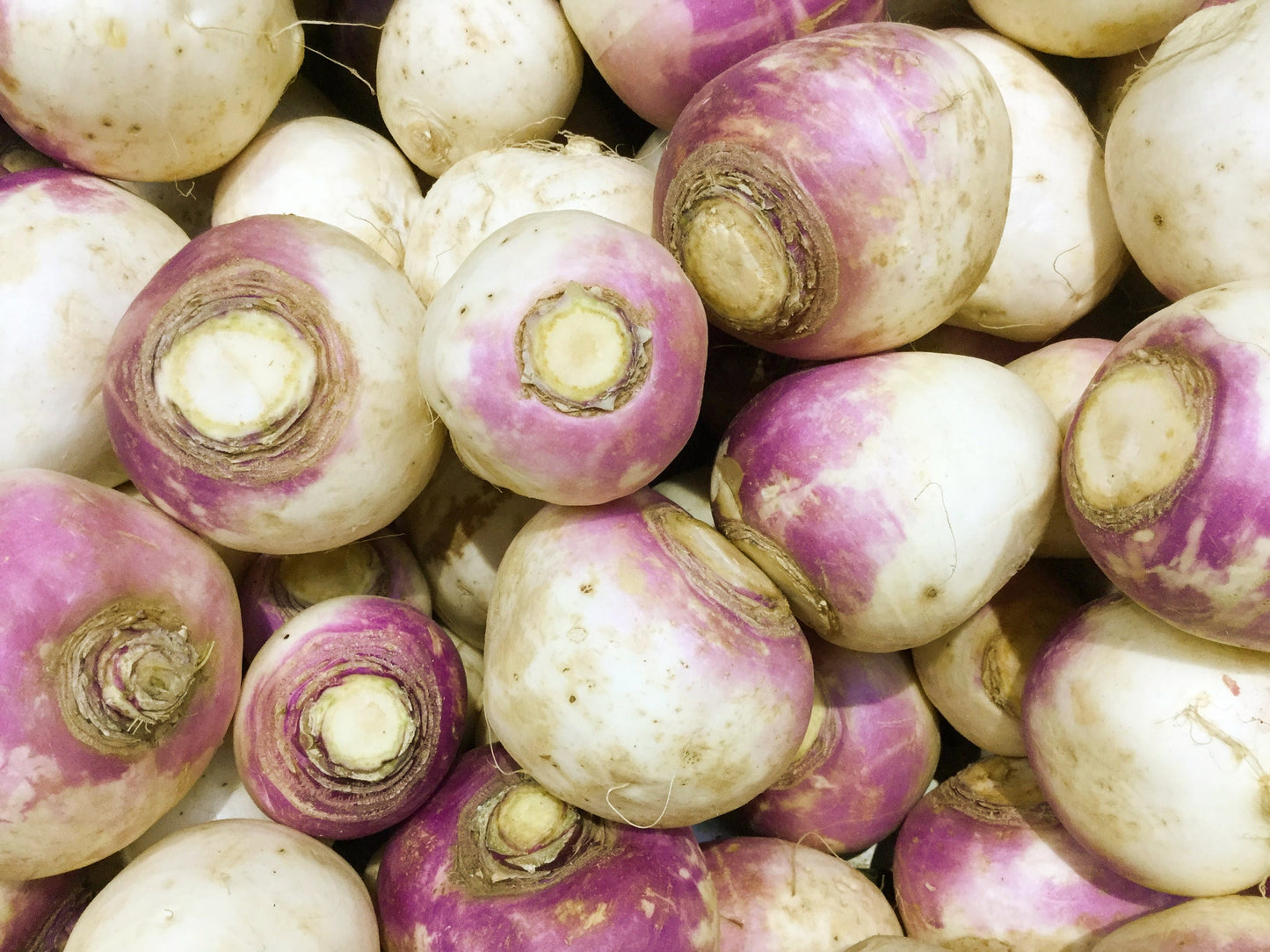 3000 Laurentian Rutabaga (Brassica Napus) Seeds