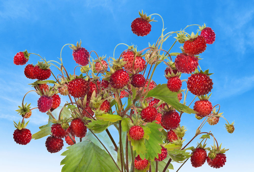 100 Alpine Strawberry (Fragaria Vesca) Seeds