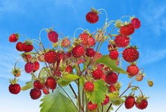 100 Alpine Strawberry (Fragaria Vesca) Seeds