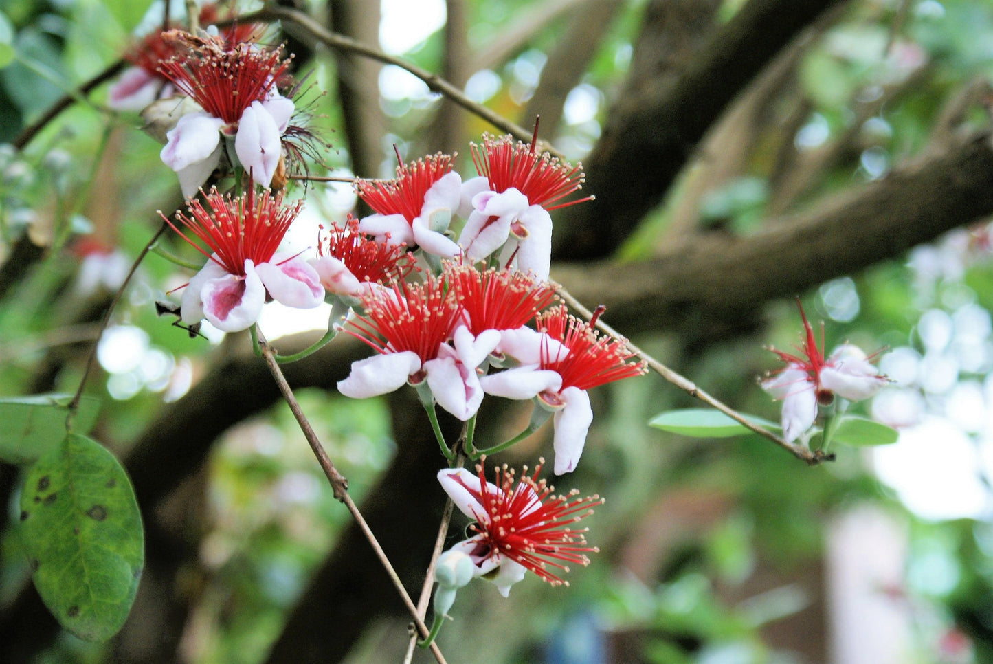 10 Pineapple Guava (Acca Guavasteen) Seeds