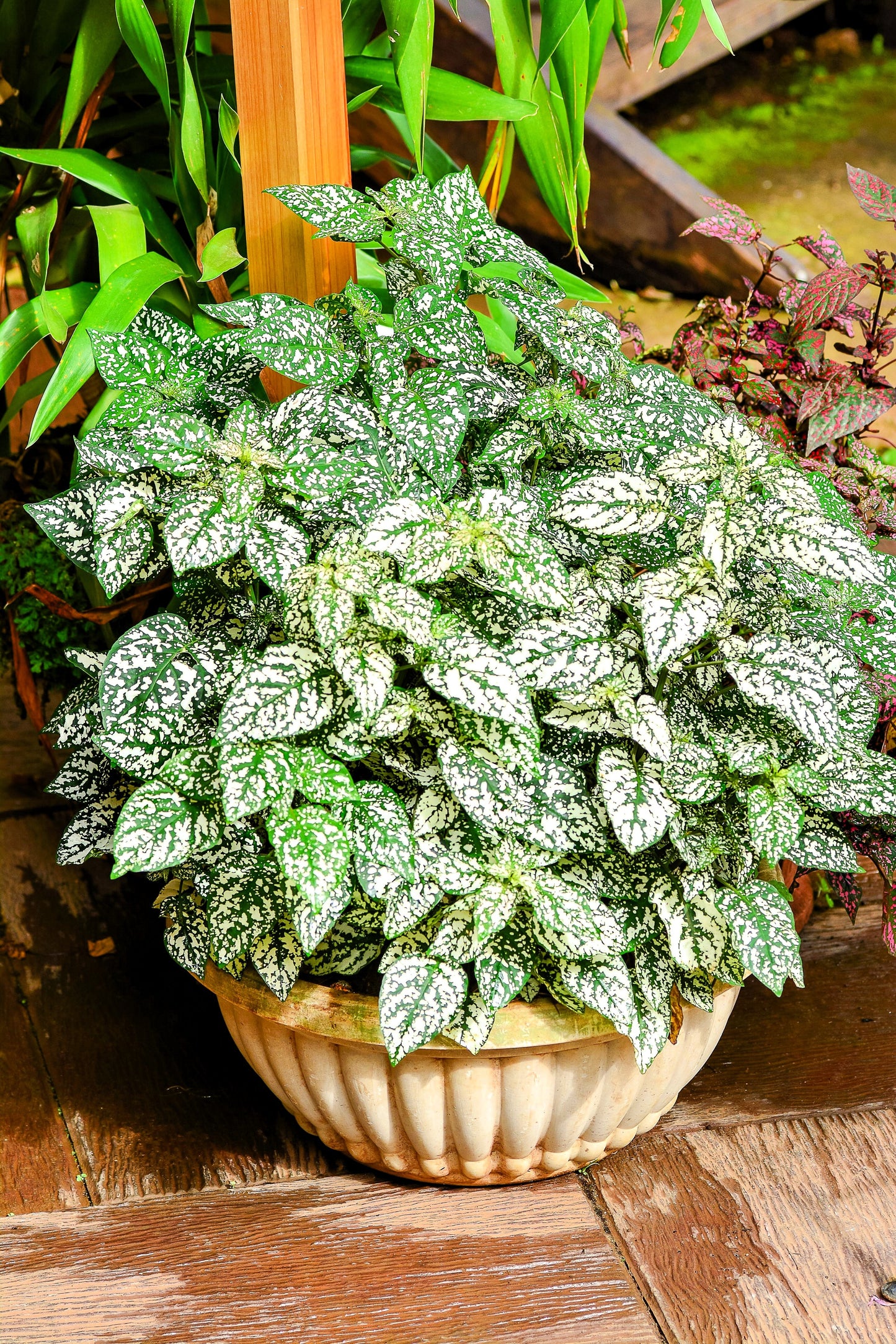 10 Dwarf White Polka Dot Plant (Hypoestes Phyllostachya) Seeds