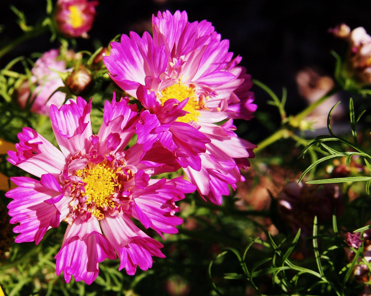 Seashells Cosmos (Cosmos bipinnatus) Seeds – 200 ct