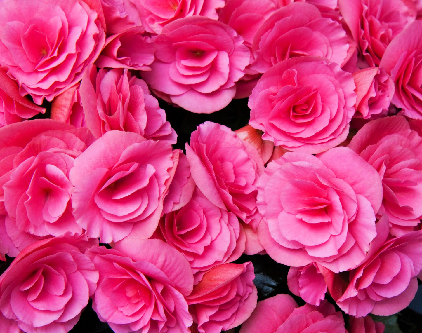 10 Bright Pink Double Begonia (Tuberosa Tuberous Begonia) Seeds