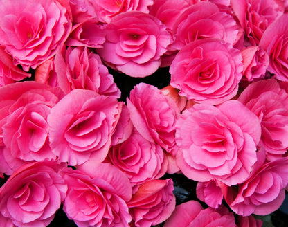 10 Bright Pink Double Begonia (Tuberosa Tuberous Begonia) Seeds