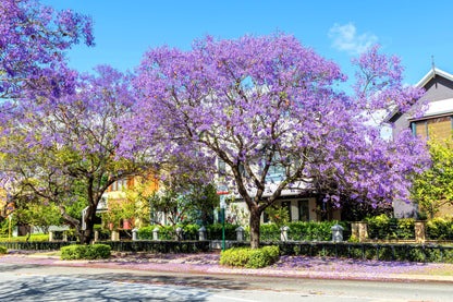 25 Blue Jacaranda Tree (Jacaranda Mimosifolia) Seeds