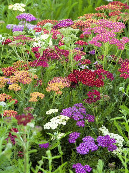 500 MIXED SUMMER YARROW Achillea Millefolium Red Pink White Gold Peach Herb Flower Seeds