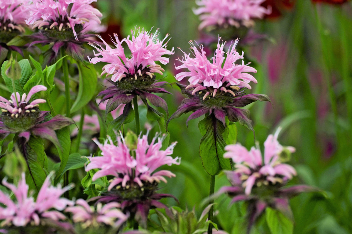 20 Dwarf PINK BEE BALM Monarda Bradburiana Eastern Beebalm Herb Flower Seeds
