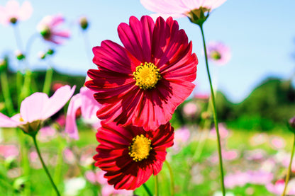 300 Cosmos Dazzler (Cosmos Bipinnatus) Seeds
