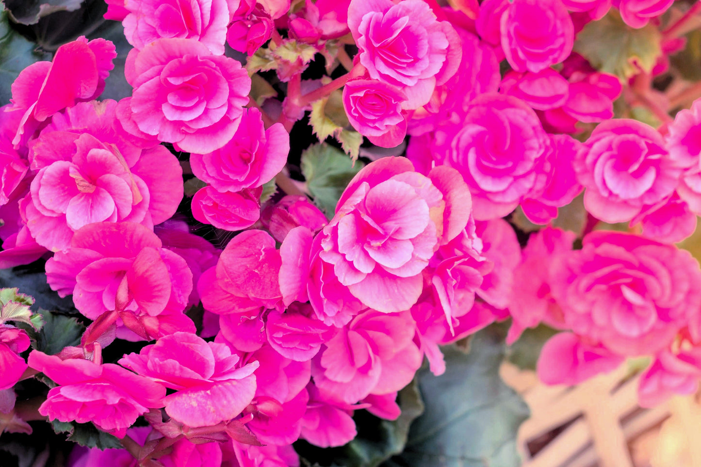 10 Bright Pink Double Begonia (Tuberosa Tuberous Begonia) Seeds