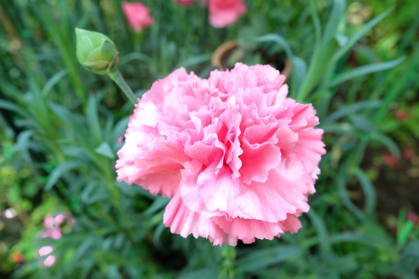 50 La France Carnation (Dianthus Caryophyllus Chabaud) Seeds