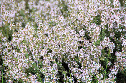 30 Orange Thyme Orangelo (Thymus Vulgaris Fragrantissimus) Seeds