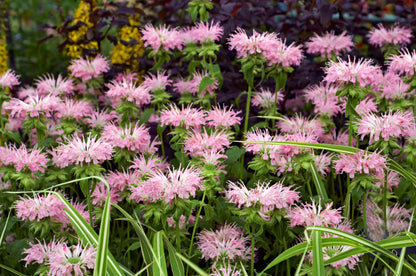 20 Dwarf PINK BEE BALM Monarda Bradburiana Eastern Beebalm Herb Flower Seeds