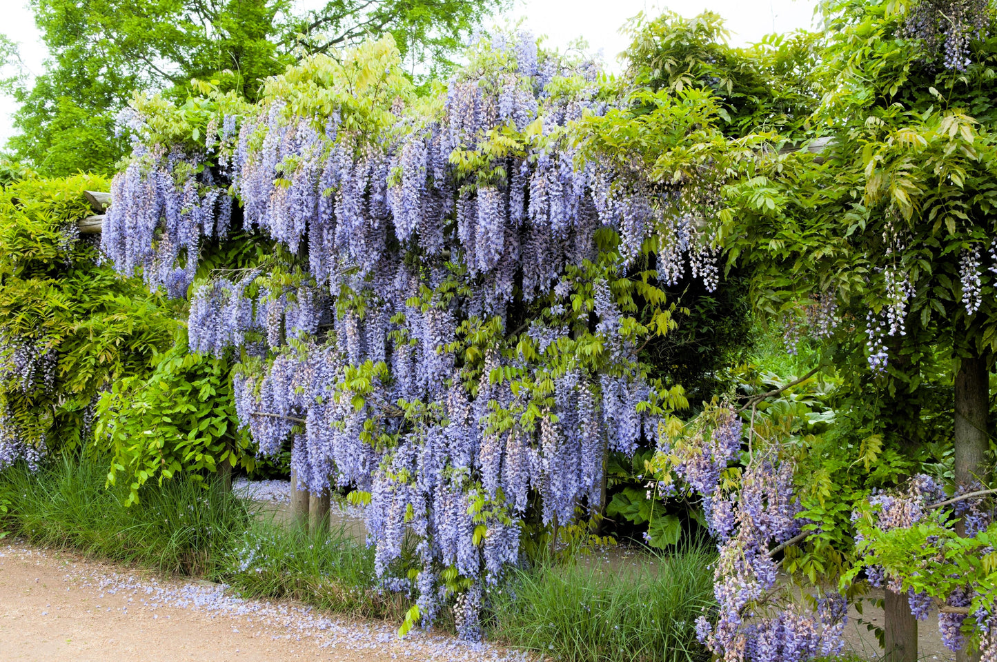 5 Japanese Wisteria (Wisteria Floribunda) Seeds