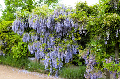 5 Japanese Wisteria (Wisteria Floribunda) Seeds