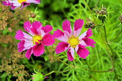 Seashells Cosmos (Cosmos bipinnatus) Seeds – 200 ct