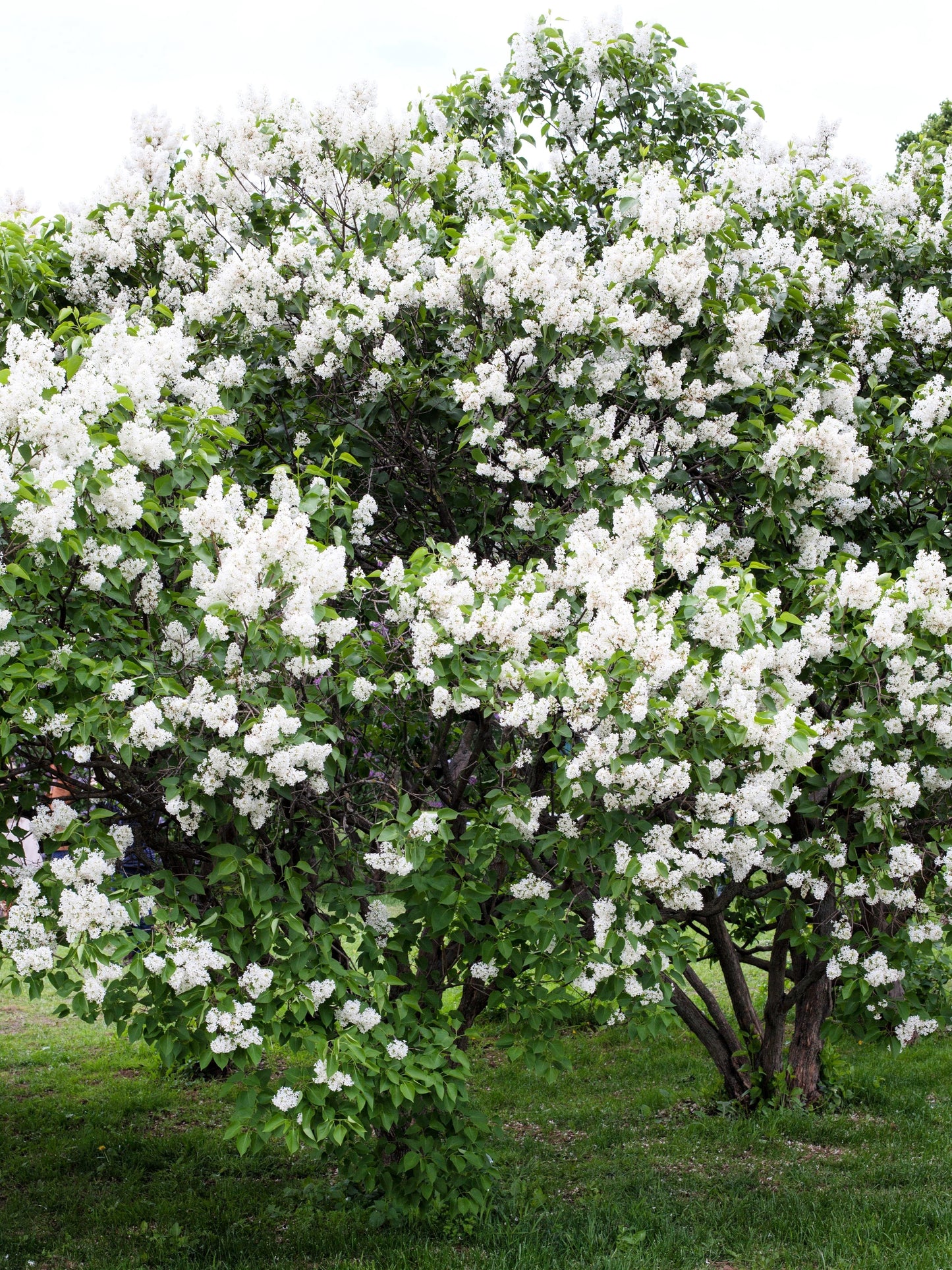 20 White Tree Lilac (Syringa Pekinensis) Seeds