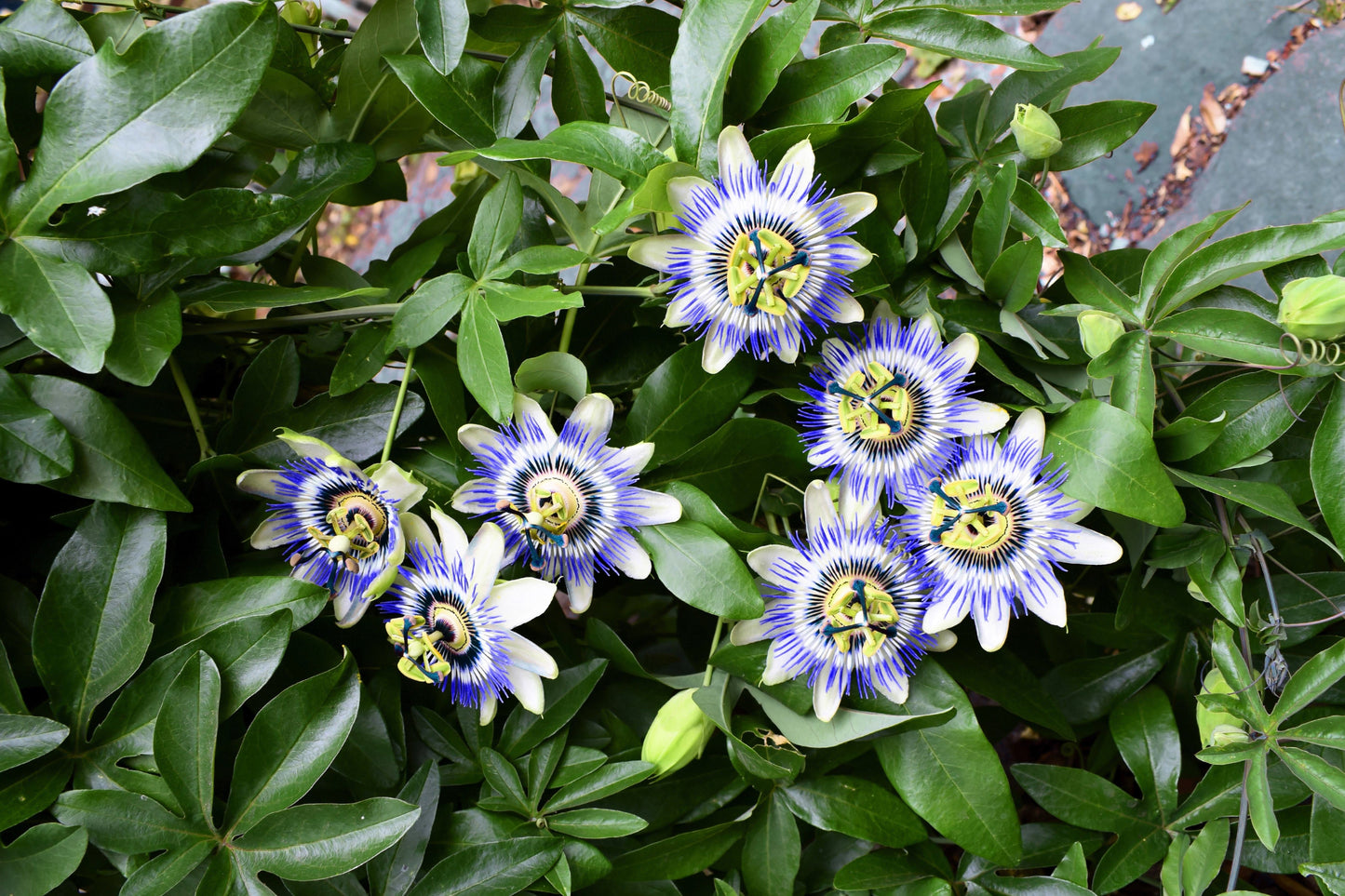 10 Passionflower / Passion fruit (Passiflora Caerulea) Seeds