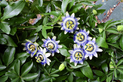 10 Passionflower / Passion fruit (Passiflora Caerulea) Seeds
