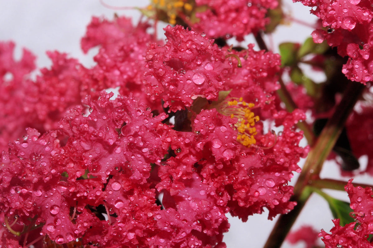 Dark Pink Crepe Myrtle (Lagerstroemia indica) Seeds – 35 ct