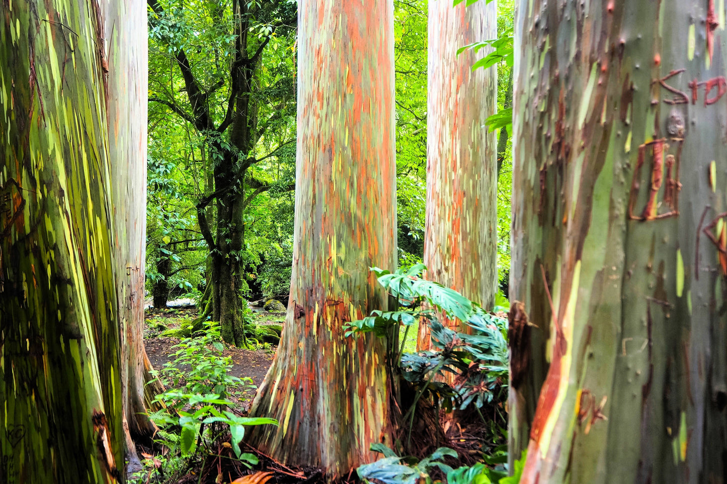 50 Rainbow Eucalyptus (Eucalyptus Deglupta) Seeds