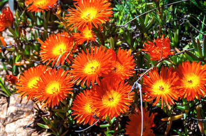 100 Gelato Orange Ice Plant (Dorotheanthus Bellidiformis) Seeds