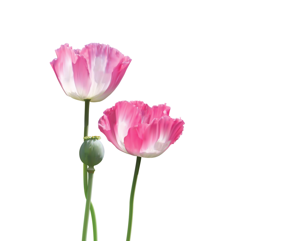 Afghan Reselected Blue Poppy Mix (Papaver somniferum) Seeds – 200 ct