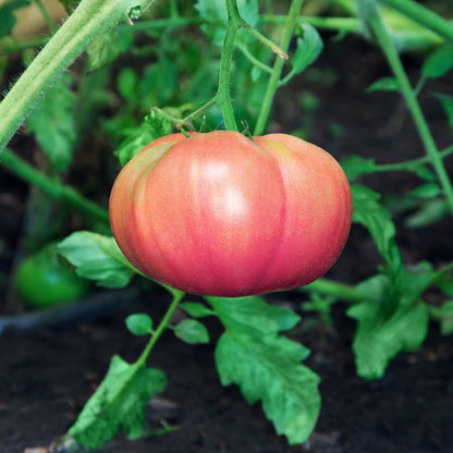 Giant Belgian Pink Tomato (Solanum lycopersicum) Seeds – 50 ct
