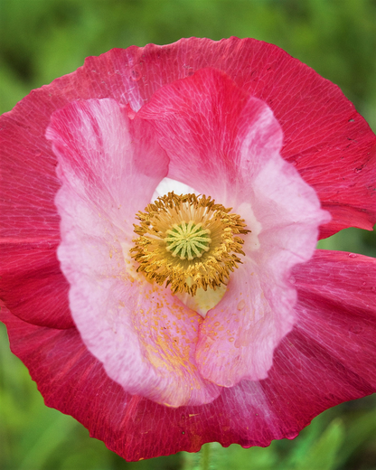 Afghan Reselected Blue Poppy Mix (Papaver somniferum) Seeds – 200 ct
