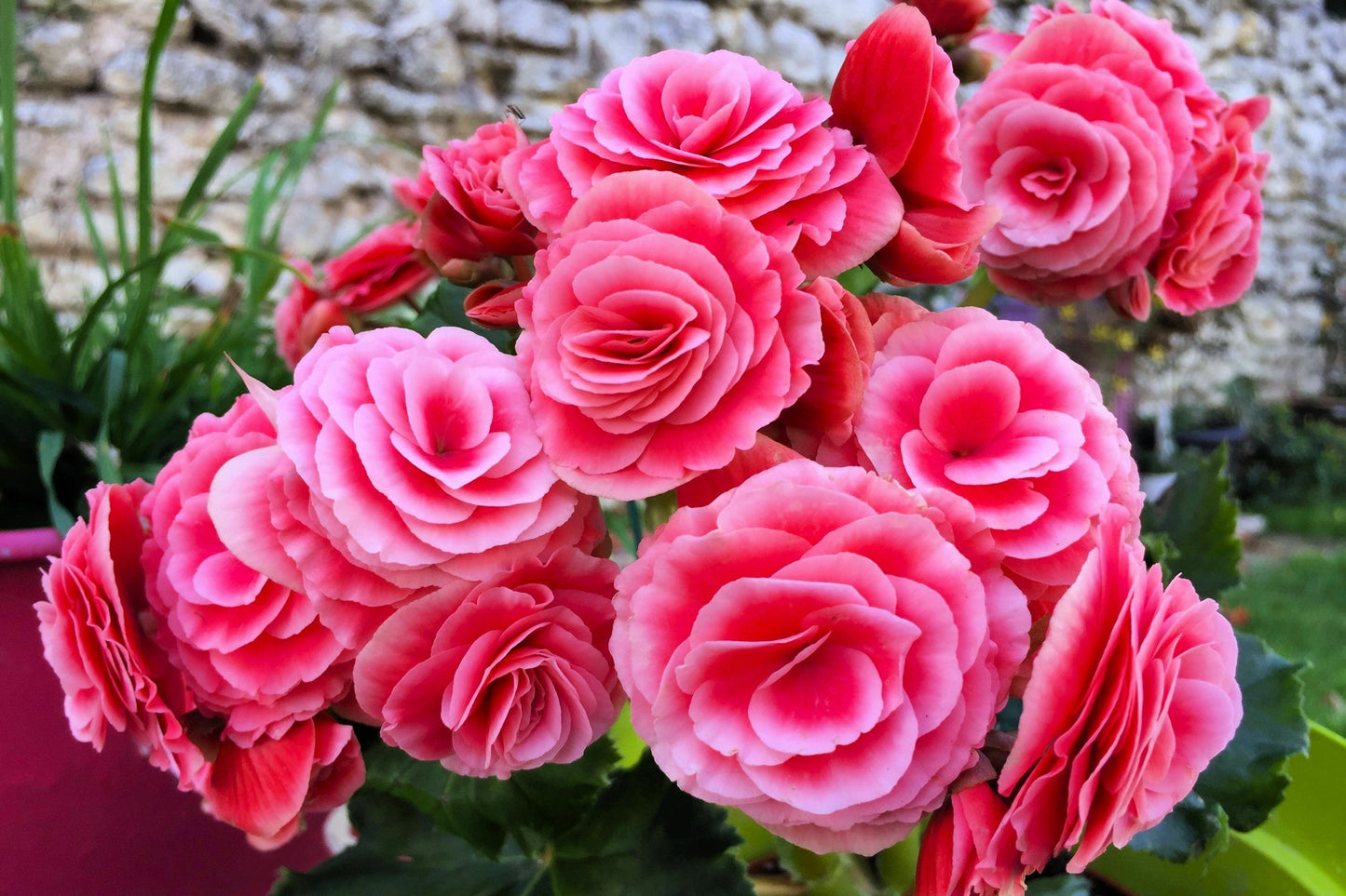 10 Bright Pink Double Begonia (Tuberosa Tuberous Begonia) Seeds