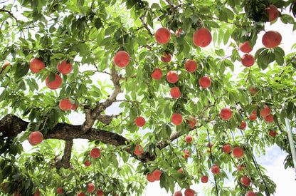 3 Nemaguard PeachTree (Prunus Persica) Seeds