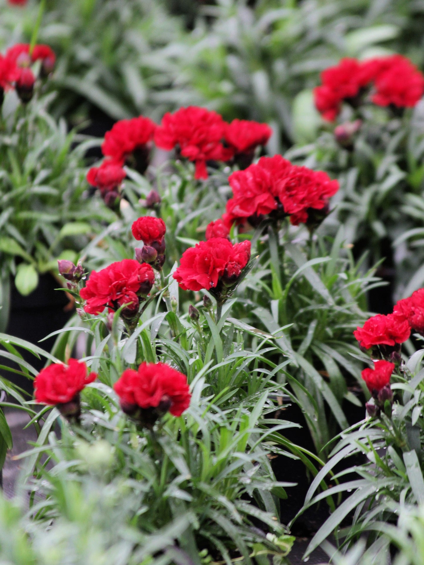50 Scarlet Carnation  (Dianthus Caryophyllus Grenadin) Seeds