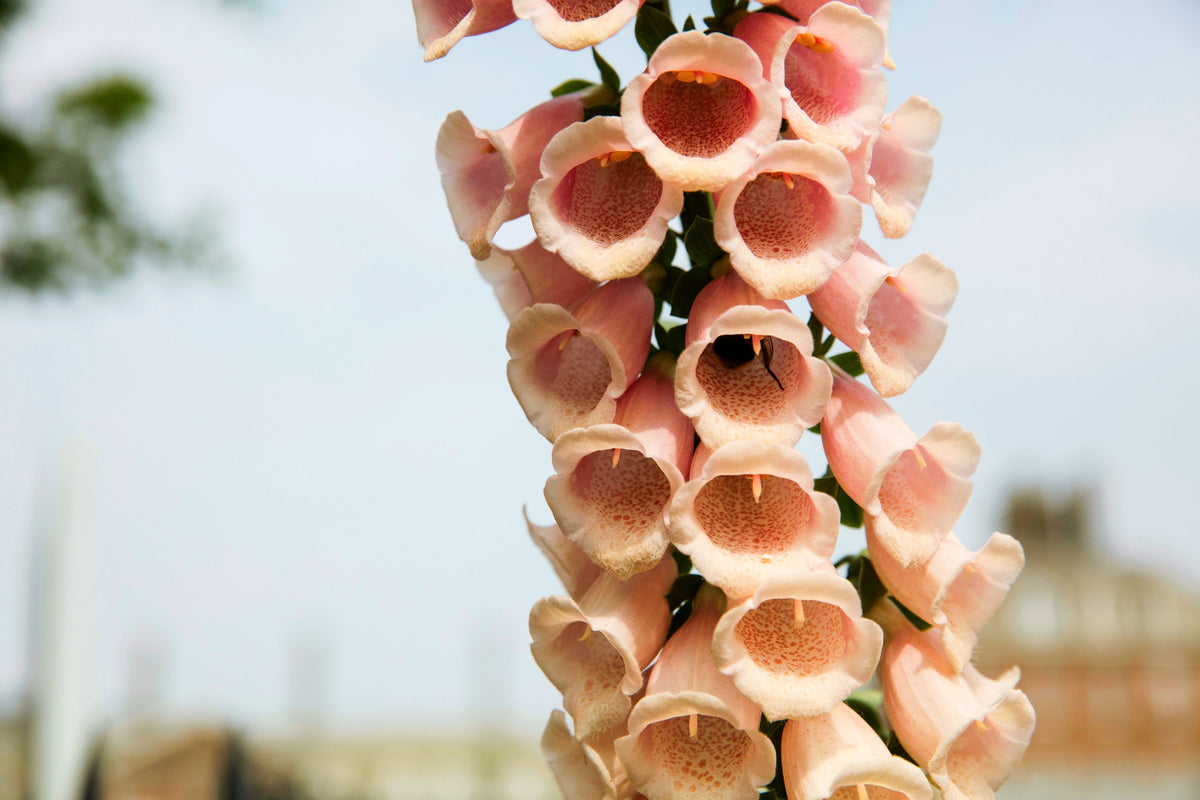 250 Apricot Beauty Foxglove (Digiitalis Purpurea) Seeds