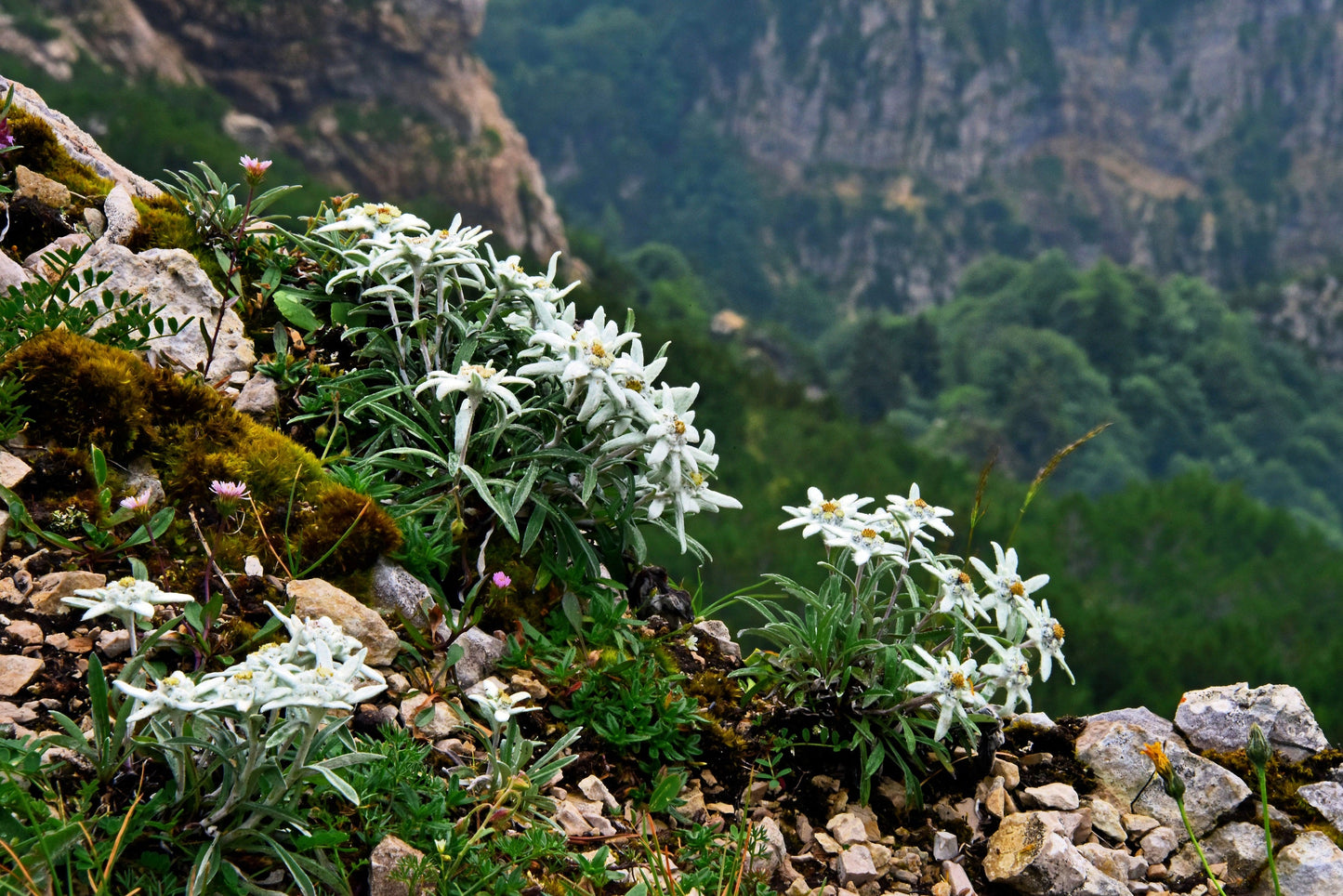 50 Edelweiss (Leontopodium Alpinum) Seeds