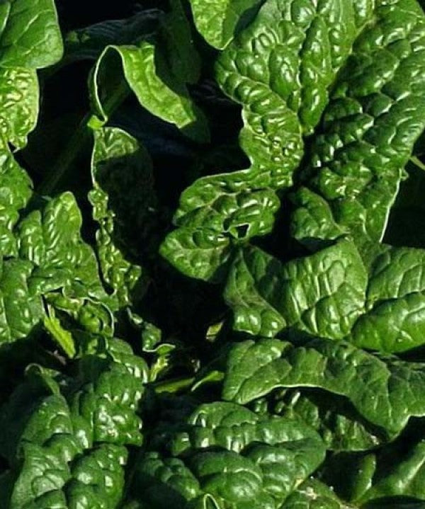 Spinach-Long Standing Bloomsdale