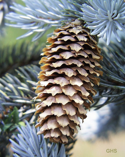 Colorado Blue Spruce (Picea pungens) Seeds – 50 ct