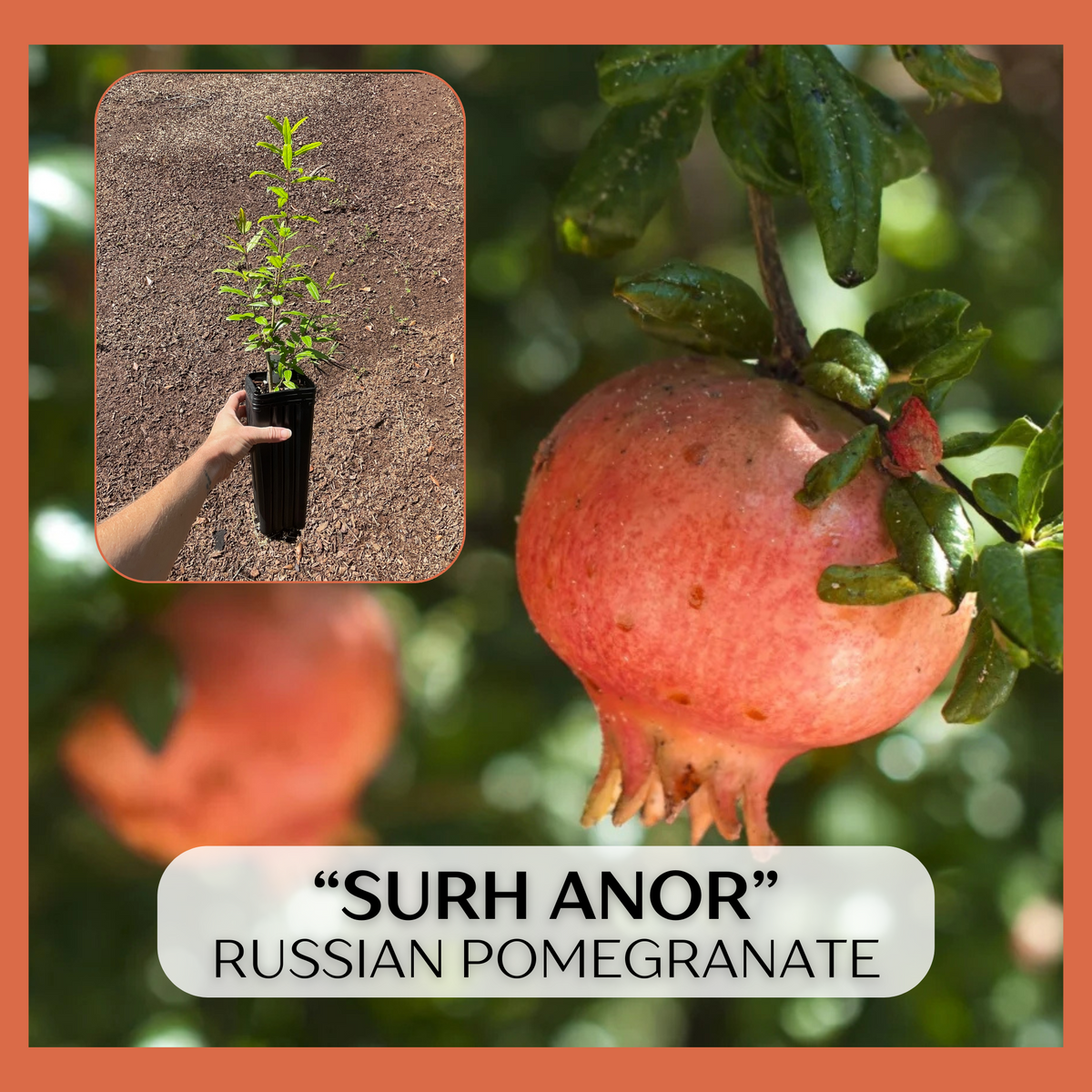 Surh-Anor Russian Pomegranate (Punica granatum) seedling