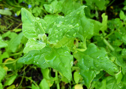 60 New Zealand Spinach (Tetragonia Tetragonioides) Seeds