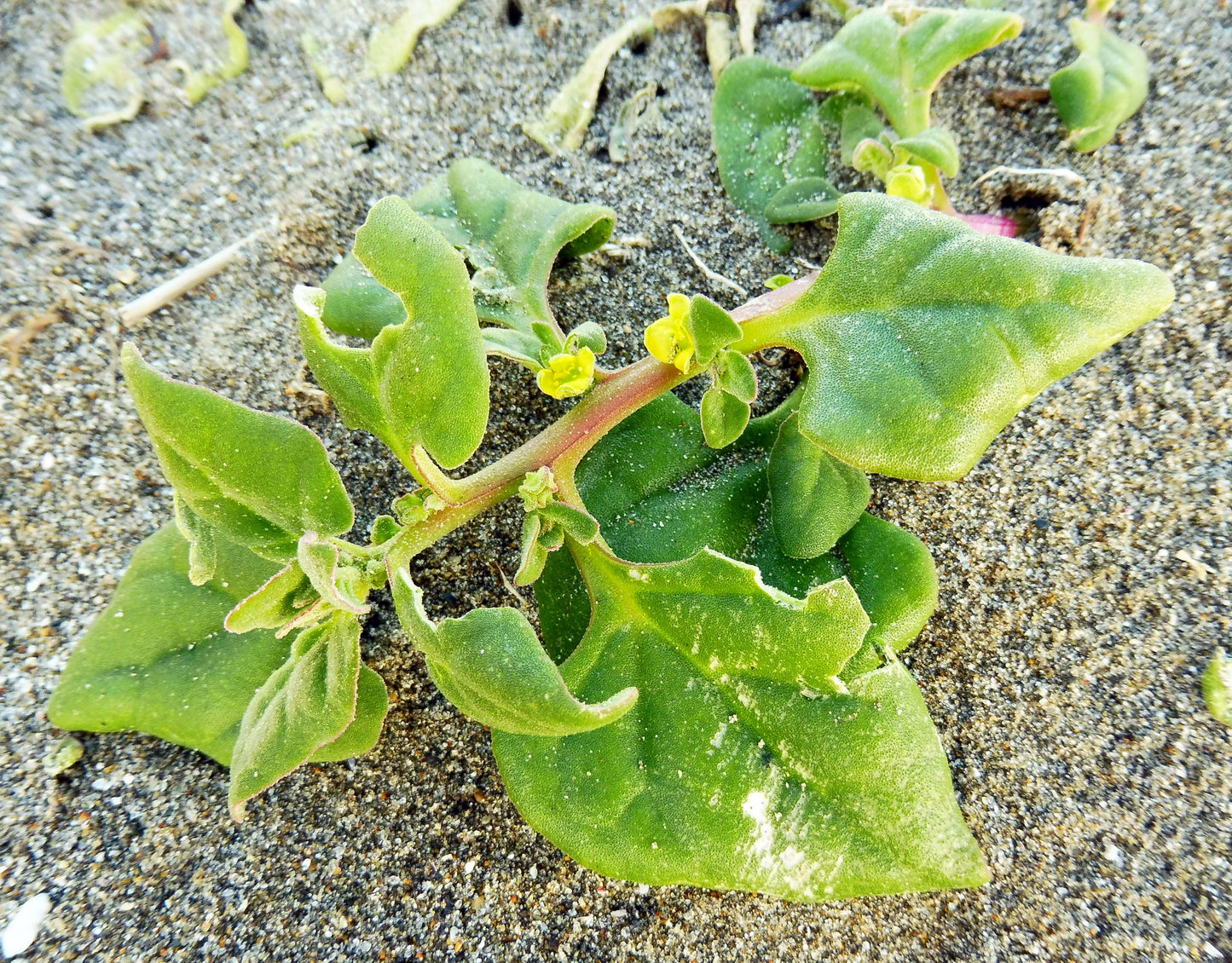 60 New Zealand Spinach (Tetragonia Tetragonioides) Seeds