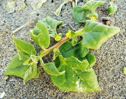 60 New Zealand Spinach (Tetragonia Tetragonioides) Seeds
