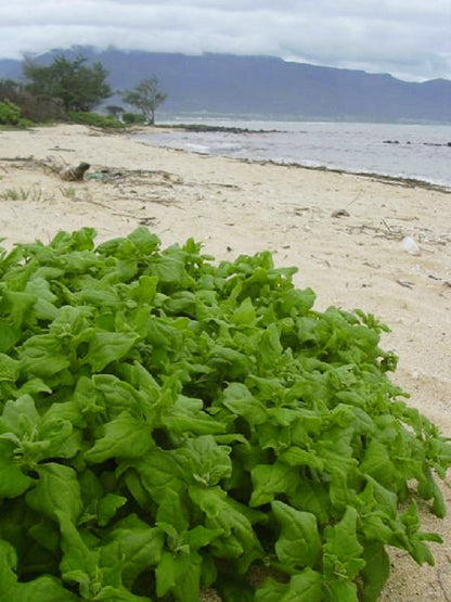 60 New Zealand Spinach (Tetragonia Tetragonioides) Seeds
