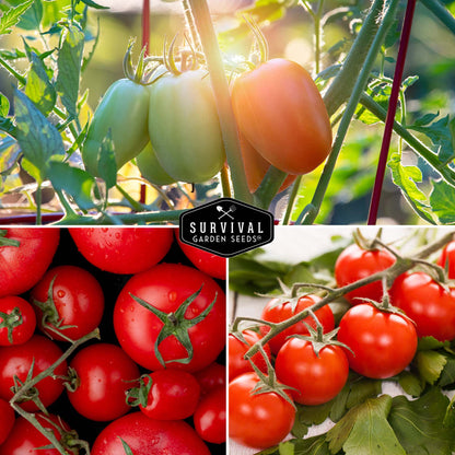 5 Tomato Seed Collection – Assorted Heirloom & Garden Favorites for Fresh Eating, Sauces & Preserving