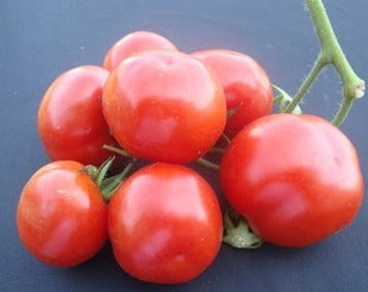 Tomato-Shorba