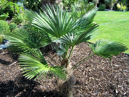 Wagner Windmill Palm (Trachycarpus fortunei 'Wagnerianus') Seeds – 10 ct