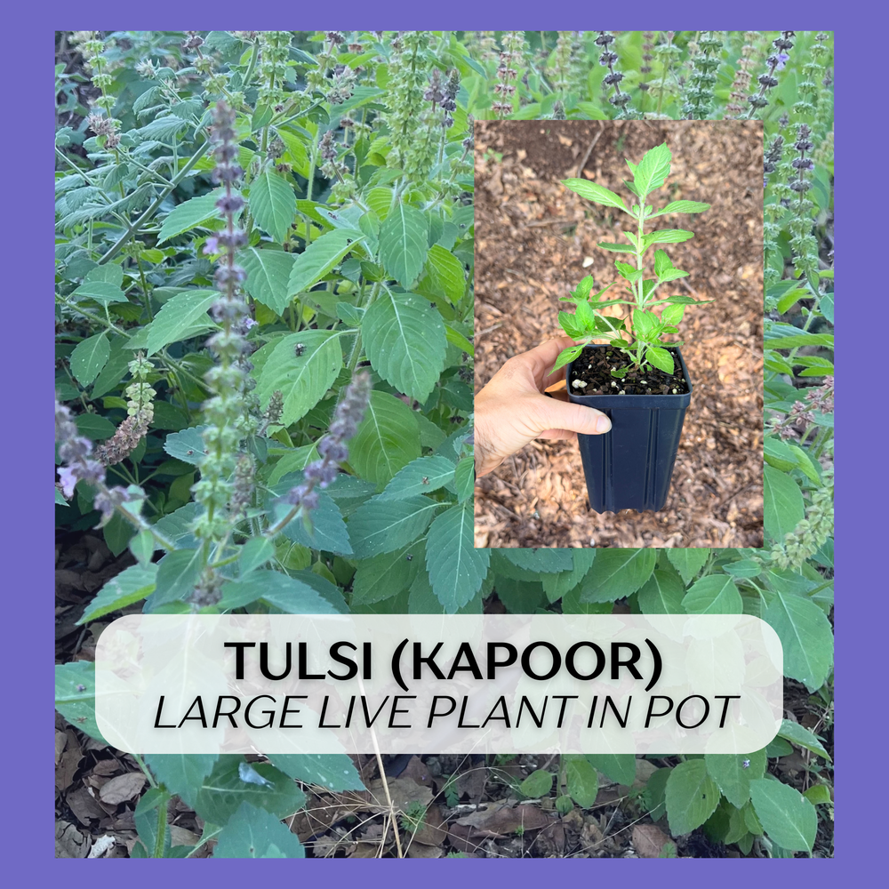 Tulsi Kapoor (Ocimum tenuiflorum) seedling