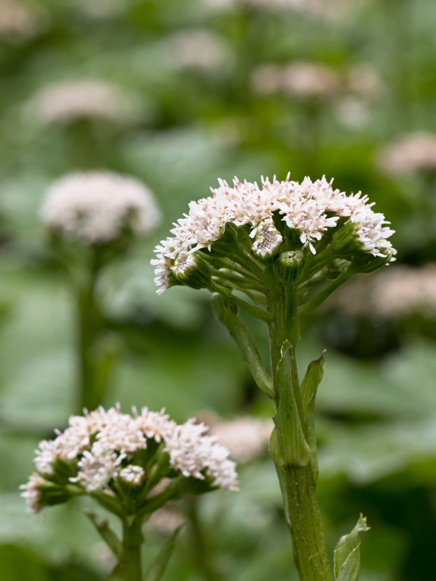 100 Arctic Coltsfoot (Petasites Frigidus) Seeds
