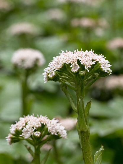100 Arctic Coltsfoot (Petasites Frigidus) Seeds