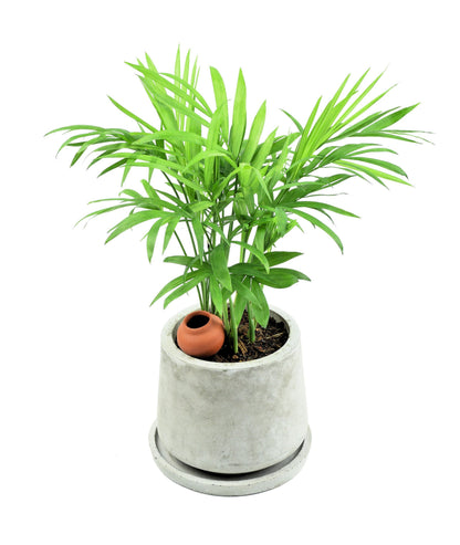 5 BAMBOO PALM Chamaedorea Seifrizii Reed or Parlor Palm Tree Sun Shade Houseplant Seeds